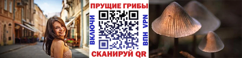 цены наркотик  Бабушкин  kraken ONION  Галлюциногенные грибы Cubensis 